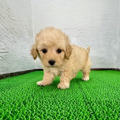 MIX・雑種 犬の販売・譲渡 14088 ポテチくん