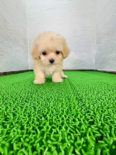 MIX・雑種 犬の販売・譲渡 14090 すももちゃん