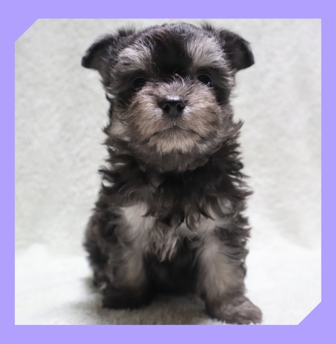 MIX・雑種 犬の販売・譲渡 14093 ●ちわまる・総額価格です●