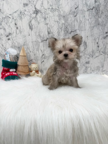 MIX�E�G��  ���̔̔��E���n 14095 �|�����[�L�[�����B���}�����z�B