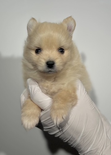 MIX�E�G��  ���̔̔��E���n 14101 �|���X�L�[�~�|�����j�A��