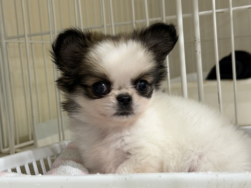 MIX�E�G��  ���̔̔��E���n 14104 �`���y�L�̉������̎q�A���i���ō��ł��B