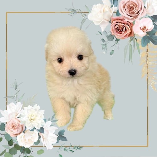 MIX�E�G��  ���̔̔��E���n 14106 �|���O�Y����