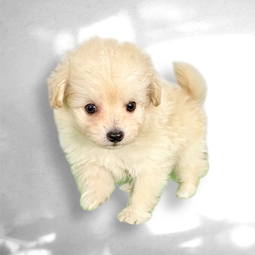 MIX�E�G��  ���̔̔��E���n 14107 �|�����Y����