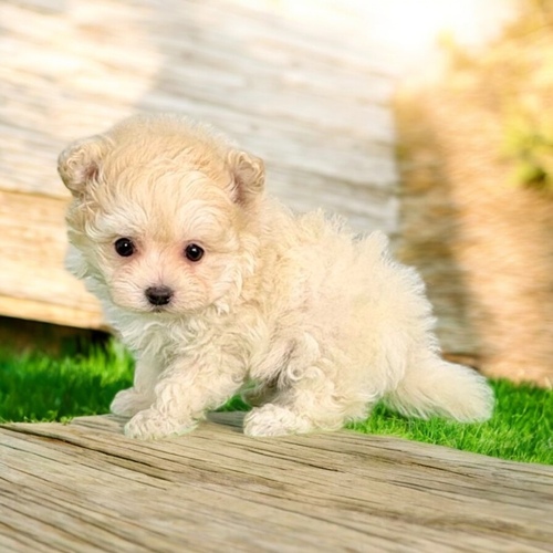 MIX�E�G��  ���̔̔��E���n 14108 �|���}��GOD����