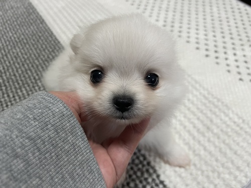 MIX・雑種 犬の販売・譲渡 14113 ポメチワ ご家族様募集中!