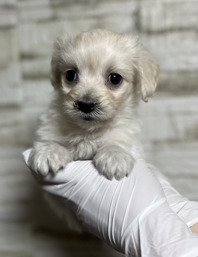 MIX�E�G��  ���̔̔��E���n 14114 M�_�b�N�X�~�}���`�[�Ymix �j�̎q