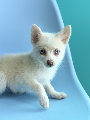 MIX�E�G��  ���̔̔��E���n 14121 �|���`��8870