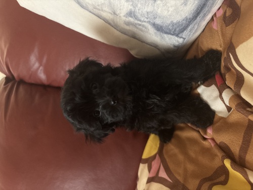 MIX�E�G��  ���̔̔��E���n 14123 �}���v�[baby