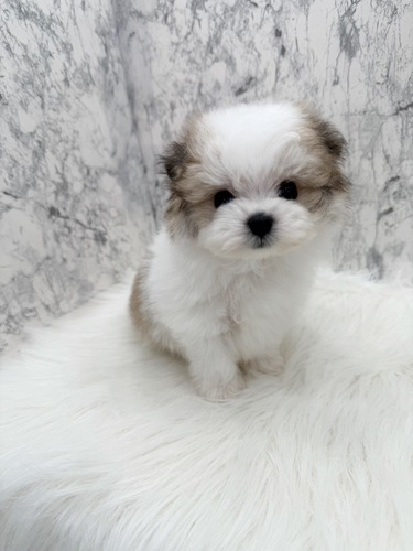 MIX�E�G��  ���̔̔��E���n 14127 �|���}�������B���}�����z�B