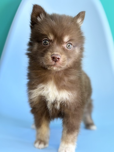 MIX・雑種 犬の販売・譲渡 14130 ポンスキー4851