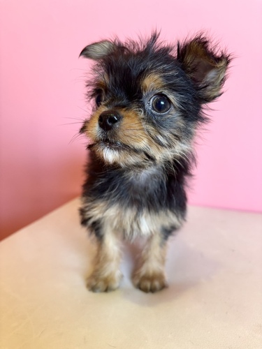 MIX�E�G��  ���̔̔��E���n 14131 �`�����~���[�L�[mix�j�̎q