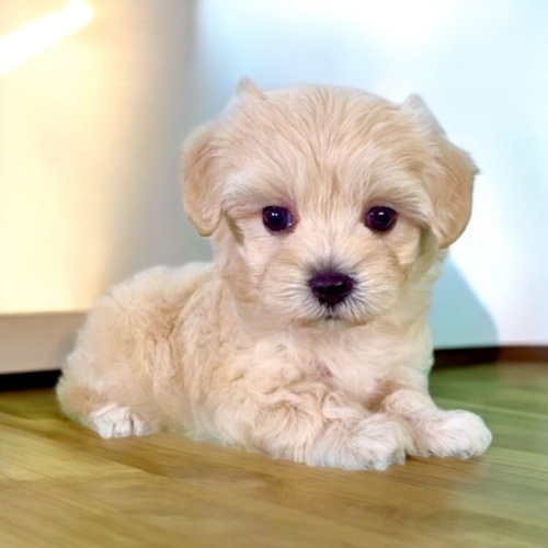 MIX・雑種 犬の販売・譲渡 14132 マルプー(マリモちゃん)