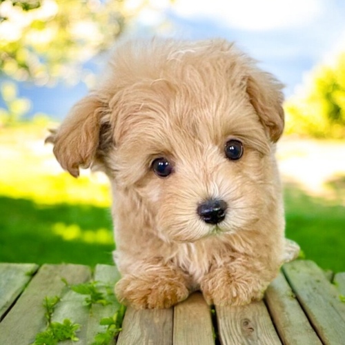 MIX�E�G��  ���̔̔��E���n 14135 �}���v�[�i�P���b�s�����j