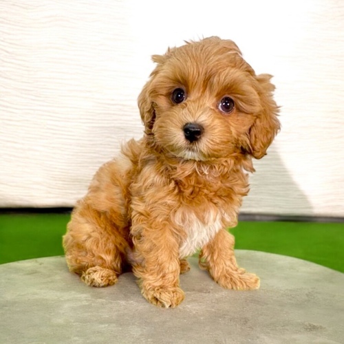 MIX・雑種 犬の販売・譲渡 14136 マルプー(レッドホワイトくん)