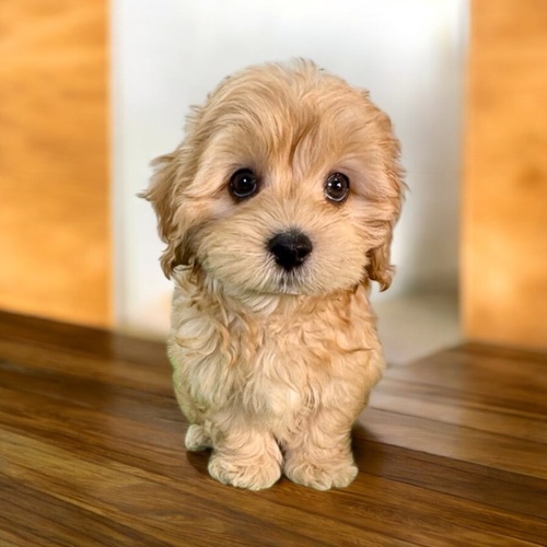 MIX�E�G��  ���̔̔��E���n 14137 �}���v�[�i�ǂ�����God�����j