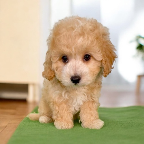 MIX�E�G��  ���̔̔��E���n 14138 �}���v�[�i�A�v���z���C�g����j