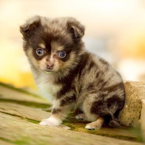 MIX�E�G��  ���̔̔��E���n 14141 �|���`���i�`���R���[�g�����j