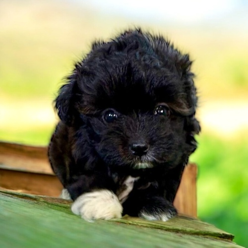 MIX・雑種 犬の販売・譲渡 14142 マルプー(テブクロくん)