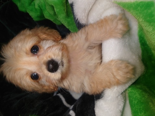 MIX・雑種 犬の販売・譲渡 14144 ダックスとプードルの仔犬ダップーです!