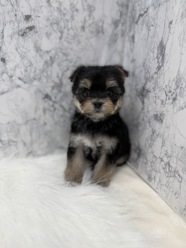 MIX�E�G��  ���̔̔��E���n 14145 ���l������}���L�[�����B���}�����z�B