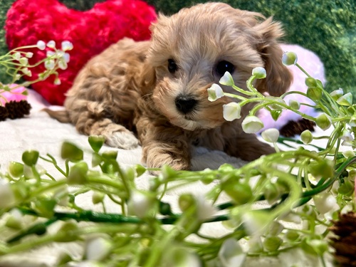 MIX・雑種 犬の販売・譲渡 14146 コロコロ可愛い子達