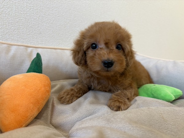 �y���T����z�����o�� �o ���̔̔� 14148