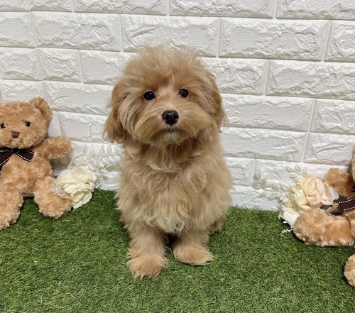 MIX�E�G��  ���̔̔��E���n 14150 �}���v�[(�j�̎q) ���N�`���S�ďI����Ă܂�