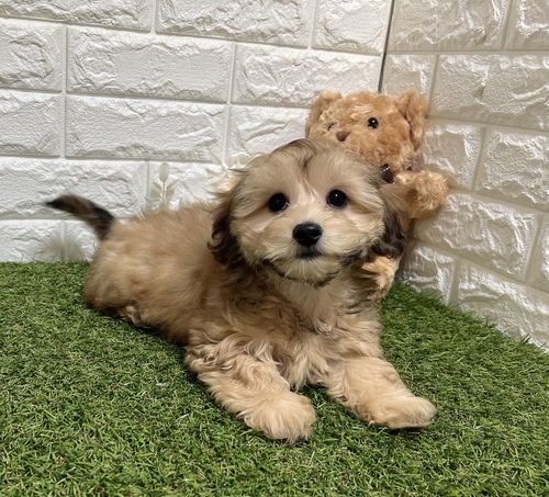 MIX�E�G��  ���̔̔��E���n 14152 �}���b�N�X(���̎q)�g�C���^�ς�