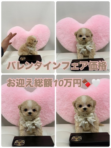 MIX・雑種 犬の販売・譲渡 14156 今だけバレンタイン価格!