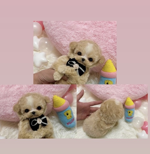 MIX�E�G��  ���̔̔��E���n 14159 �ɏ��}���v�[