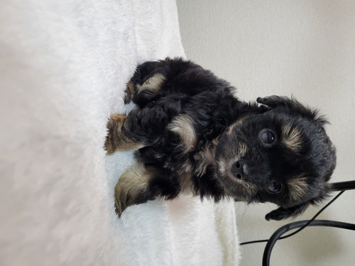 MIX�E�G��  ���̔̔��E���n 14162 �`���v�[