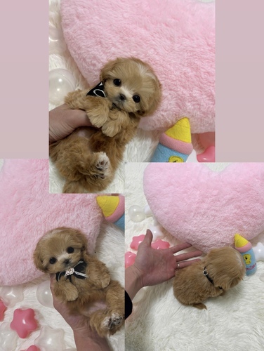 MIX・雑種 犬の販売・譲渡 14163 極小マルプーちゃん