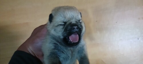 MIX�E�G��  ���̔̔��E���n 14164 �����p�O��|�����j�A�������X2�C��