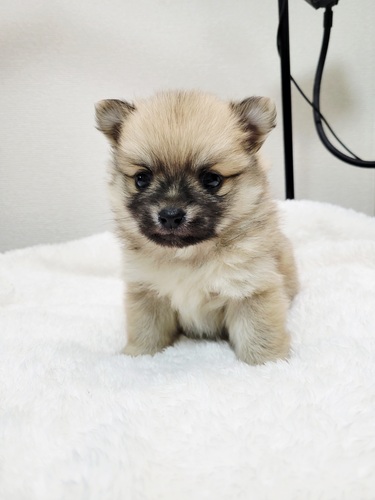 MIX�E�G��  ���̔̔��E���n 14167 �|���`��