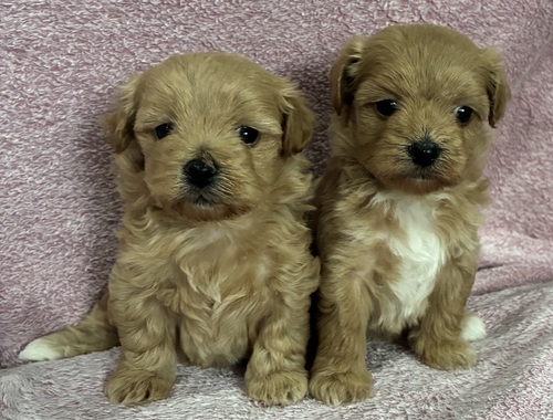 MIX�E�G��  ���̔̔��E���n 14168 MIX�E�G��  | 2026�N 1����  | ���X2