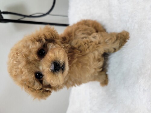 MIX�E�G��  ���̔̔��E���n 14173 �y�L�v�[����