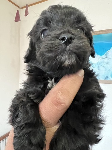 MIX�E�G��  ���̔̔��E���n 14174 �Ձ[����킿���