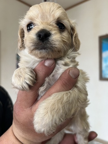 MIX・雑種 犬の販売・譲渡 14175 ぷーちわわちゃん