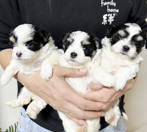 MIX�E�G��  ���̔̔��E���n 14176 �Y��ȃp�[�e�B�[�J���[