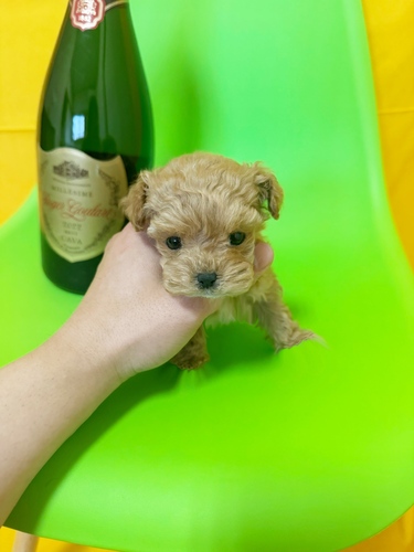 MIX�E�G��  ���̔̔��E���n 14177 �ɏ����C�����}���v�[���X✨������1kg�\�z✨