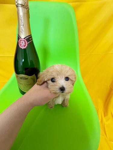 MIX・雑種 犬の販売・譲渡 14178 極小ロイヤルマルプー✨1.1kg予想✨