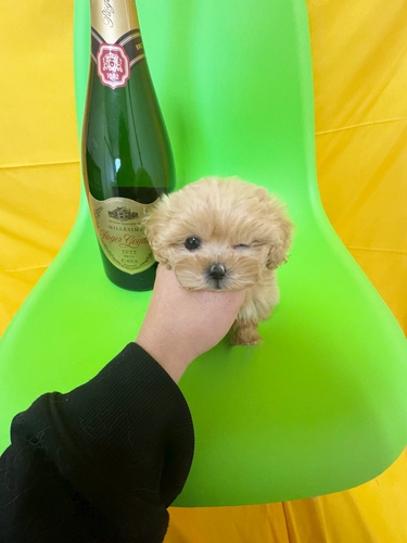 MIX�E�G��  ���̔̔��E���n 14179 �ɏ����C�����y�L�v�[✨1.1kg�\�z✨