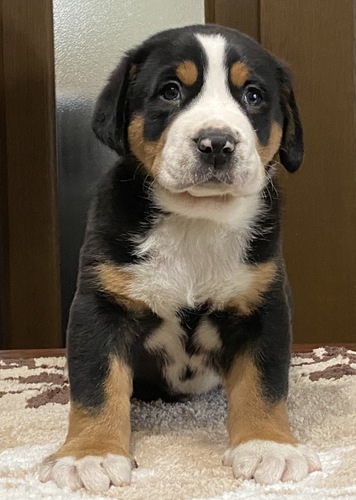 日本初のグレートスイスマウンテンドッグ No 29 その他 犬の出産情報 子犬販売 Dogoo Com