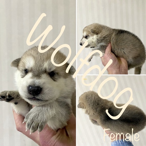 Wolfdog ~ Whiteshepherd  ̔̔ 2984