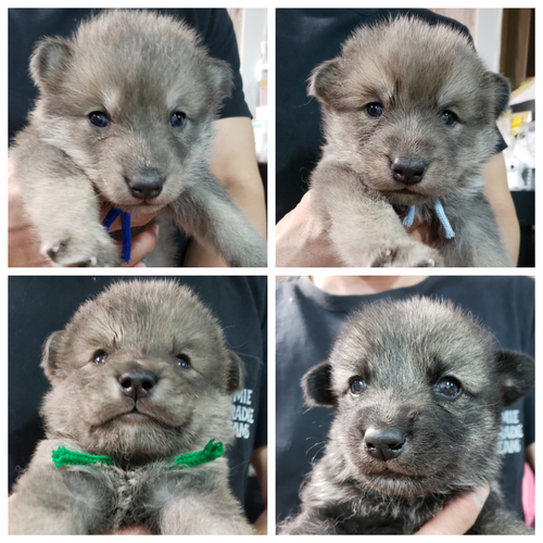 両親dna検査済み狼犬baby No 2990 その他 犬の出産情報 子犬販売 Dogoo Com 両親dna検査済み狼犬baby No 2990 その他 犬の出産情報 子犬販売 Dogoo Com
