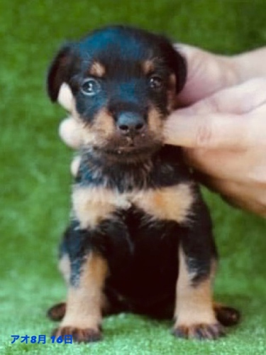 希少犬ジャーマンハンティングテリア 犬の販売 3012
