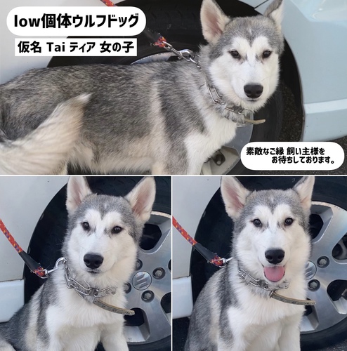 low個体ウルフドッグぱぴーぃ募集中 犬の販売 3013