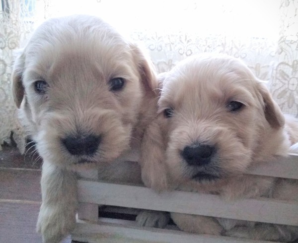 ♪ゴールデンドゥードルの可愛い仔犬♪♪ 犬の販売 3025