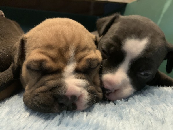アメリカンブリー レア犬 犬の販売 3036